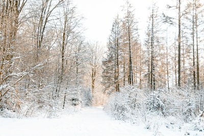 Snow covered land amidst trees in forest