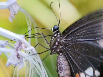 Close-up of butterfly pollinating on flower