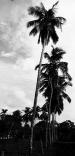 Low angle view of palm trees against sky