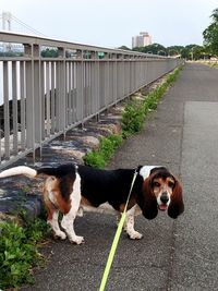 Portrait of dog in city