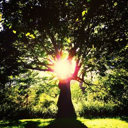 Sun shining through trees