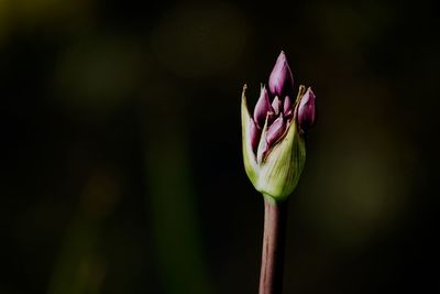 Close-up of pink flower bud