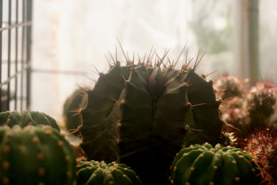 Close-up of succulent plant