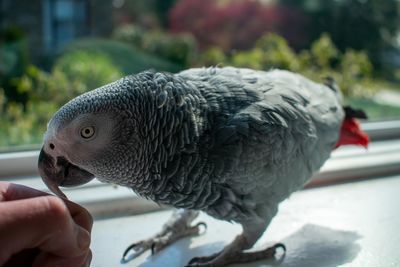 An african grey parrot on a large windowsill next to a person's hand