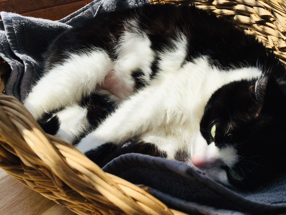 CAT SLEEPING IN BASKET