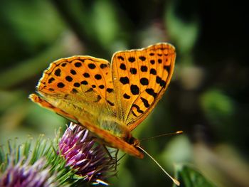 Close-up of butterfly on flower