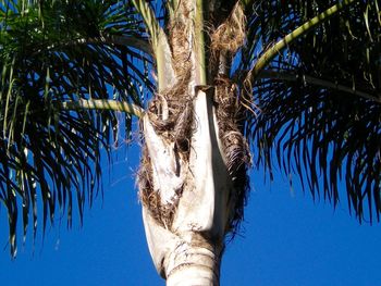 Low angle view of palm tree against clear sky