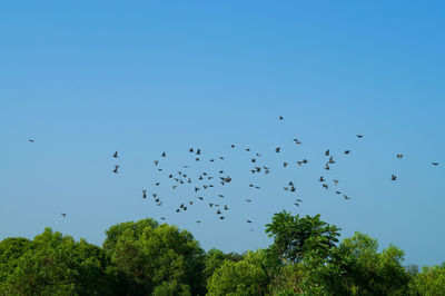 Low angle view of birds flying against clear blue sky