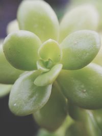 Close-up of succulent plant