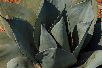 Close-up of leaves