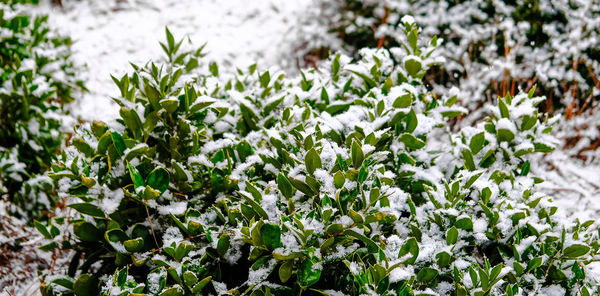 Close-up of flowering plants on field