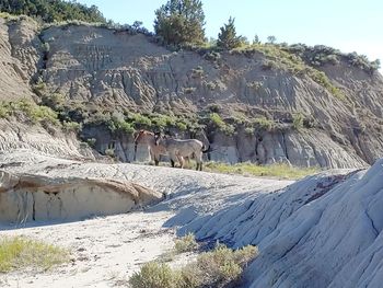 View of an animal on rock