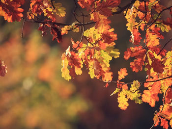 Close-up of maple leaves on tree during autumn