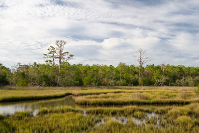 Scenic view of mash and wetlands. croatan national forest, outer banks, north carolina 