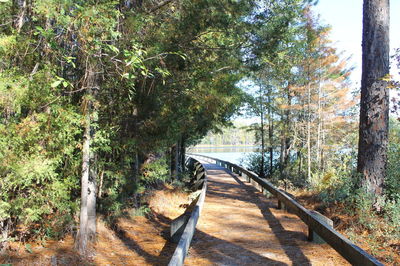 Empty road amidst trees in forest