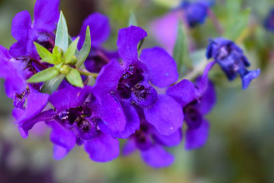 Close-up of purple flowering plant