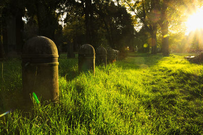 Trees on grassy field