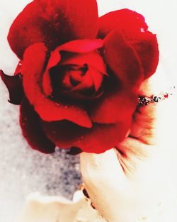 Close-up of red rose flower