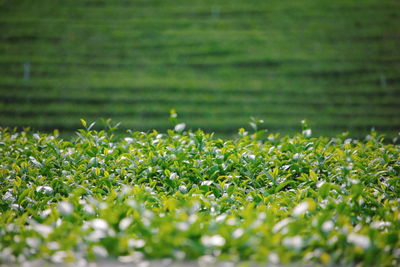 Close-up of flowering plants on field