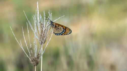 Close-up of butterfly on plant