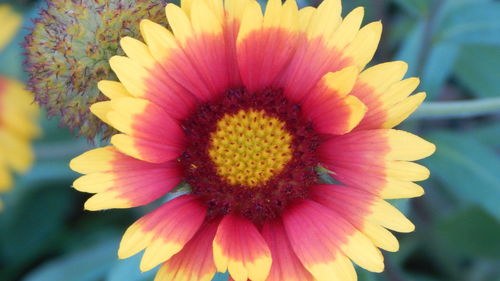 Close-up of yellow flower