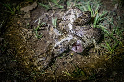 High angle view of snake on field