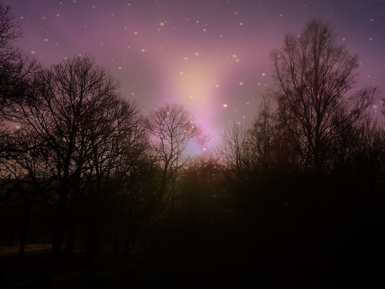 SILHOUETTE OF TREES AGAINST SKY AT NIGHT