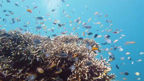 Underwater fish garden reef. reef coral scene. seascape under water. leyte, philippines.