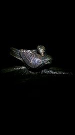 Close-up of lamp over black background