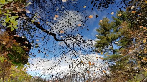 Low angle view of trees against sky