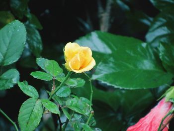 Close-up of yellow rose flower