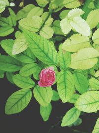 Close-up of yellow flowers blooming outdoors