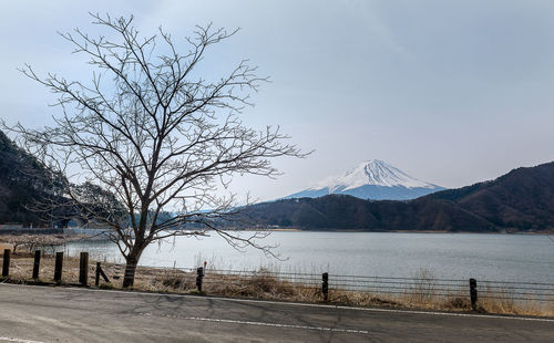 Bare tree by road against sky during winter