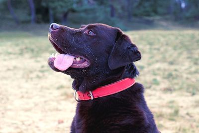 Close-up of a labrador brown dog with a red collar looking away
