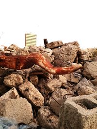 Close-up of lizard on rock