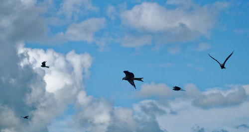 Low angle view of birds flying in sky