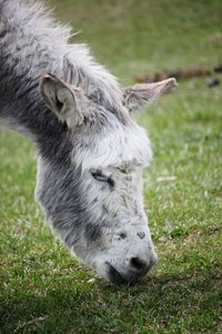 Close-up of a donkey on field