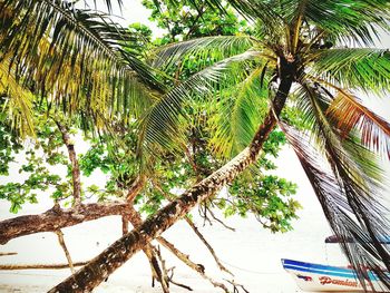 Low angle view of coconut palm tree against sky