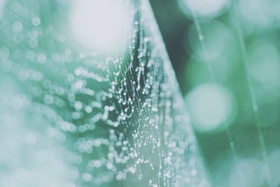 Close-up of water drops on leaf