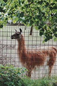 View of an animal on fence