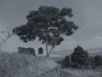 Trees on field against sky