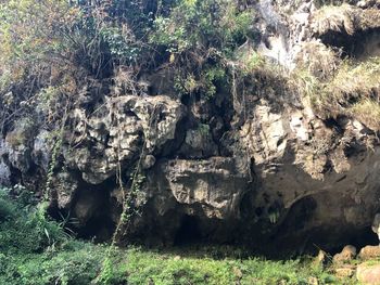 View of trees growing on rock