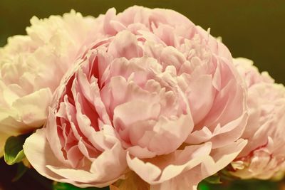 Close-up of pink peony 