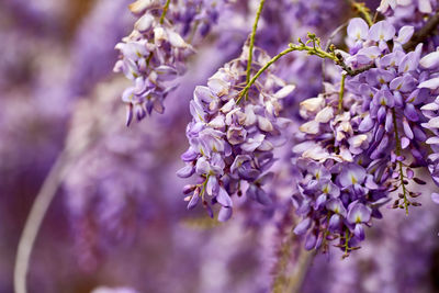 Close-up of purple flowering plant