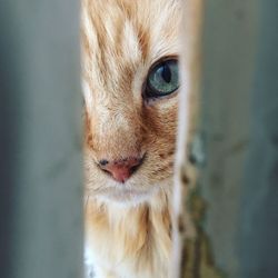 Close-up portrait of cat