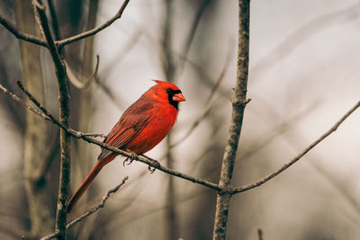 Cardinal perched on a branch 
