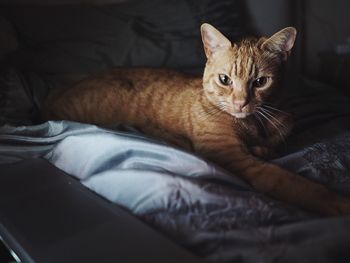 Close-up portrait of cat on bed