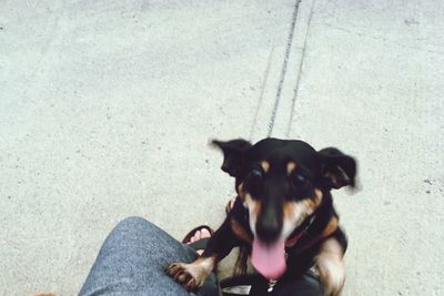 High angle view of dog sitting on floor