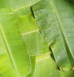 Full frame shot of leaf