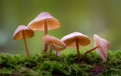 Close-up of mushrooms growing on field